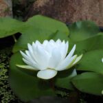 Serene white lotus flower resting on vibrant green lily pads in a tranquil pond setting.