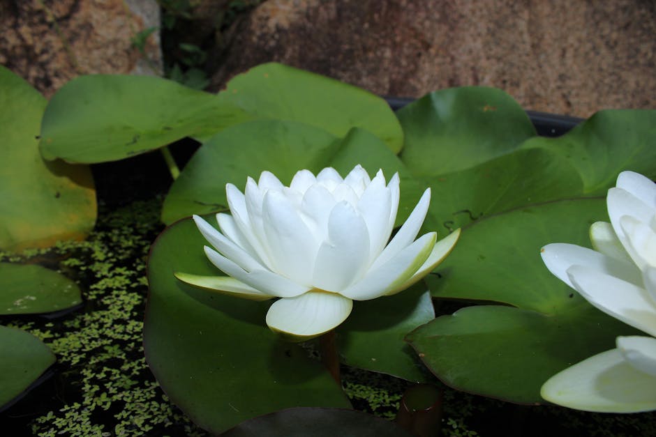 Serene white lotus flower resting on vibrant green lily pads in a tranquil pond setting.